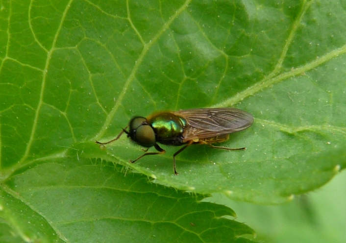 Piccolo dittero verde: Chloromya formosa M.